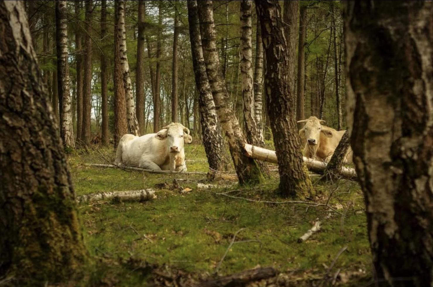 Cozy Tiny Houses In Oisterwijkse Bossen & Vennen Moergestel Eksteriør billede